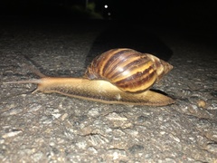 Lissachatina fulica