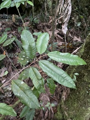 Chrysophyllum argenteum