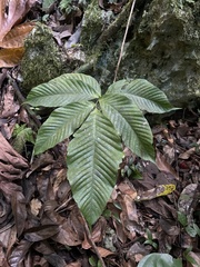 Mickelia pergamentacea