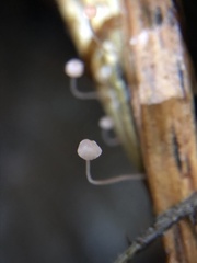 Mycena pterigena