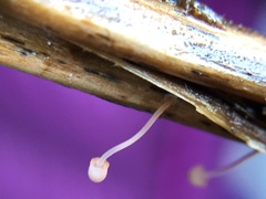 Mycena pterigena