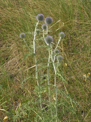 Echinops latifolius