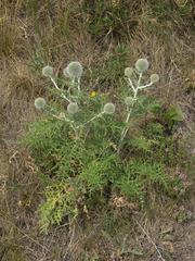 Echinops latifolius