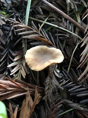 Lactarius occidentalis