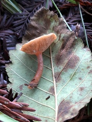 Lactarius occidentalis