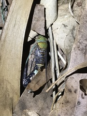 Macrotristria intersecta