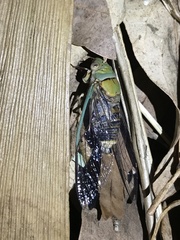 Macrotristria intersecta