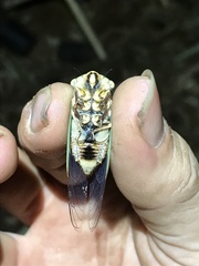 Macrotristria intersecta