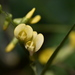 Dumasia villosa bicolor - Photo (c) 林唐褘, algunos derechos reservados (CC BY-NC), subido por 林唐褘