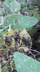 Aristolochia paecilantha