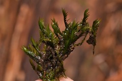 Fissidens grandifrons