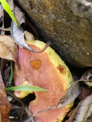 Hortiboletus coccyginus