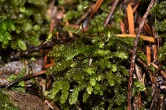 Eurhynchiastrum pulchellum