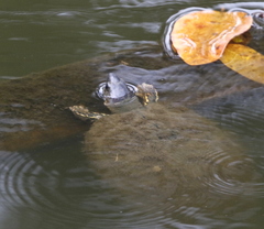 Rhinoclemmys funerea