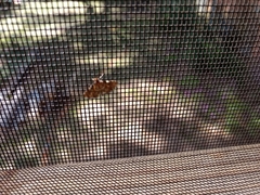 Anageshna primordialis