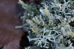 Cladonia strepsilis