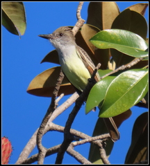 Myiarchus tyrannulus