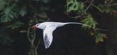 Red-Billed Tropicbird photo 2
