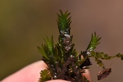 Fissidens grandifrons