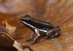 Talamanca Rocket Frog photo 2