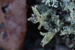 Cladonia strepsilis