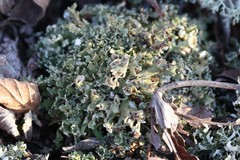 Cladonia strepsilis