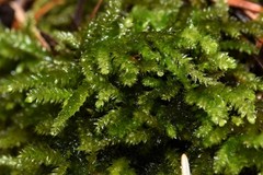 Eurhynchiastrum pulchellum