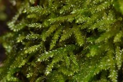 Eurhynchiastrum pulchellum