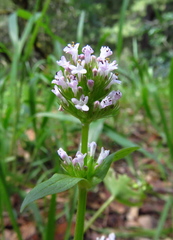 Plectritis congesta brachystemon