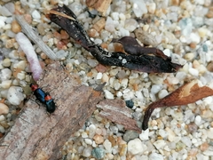 Brachidia ruficollis