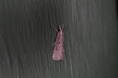 Occidentalia comptulatalis