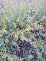 Coulterella capitata