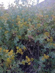 Coulterella capitata