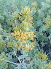 Coulterella capitata