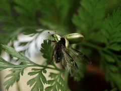 Pyronota
