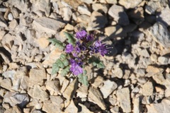 Phacelia formosula