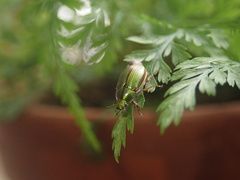 Pyronota