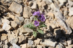 Phacelia formosula