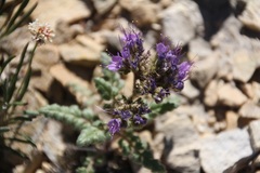 Phacelia formosula