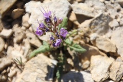 Phacelia formosula