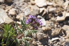 Phacelia formosula