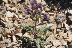 Phacelia formosula