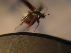 Pyronota