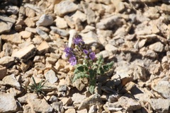 Phacelia formosula
