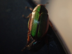 Pyronota
