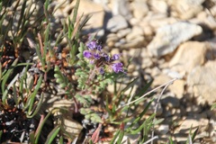Phacelia formosula