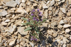 Phacelia formosula