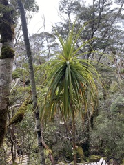 Dracophyllum elegantissimum