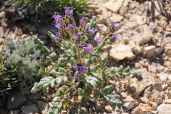Phacelia formosula