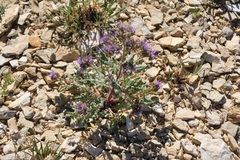 Phacelia formosula